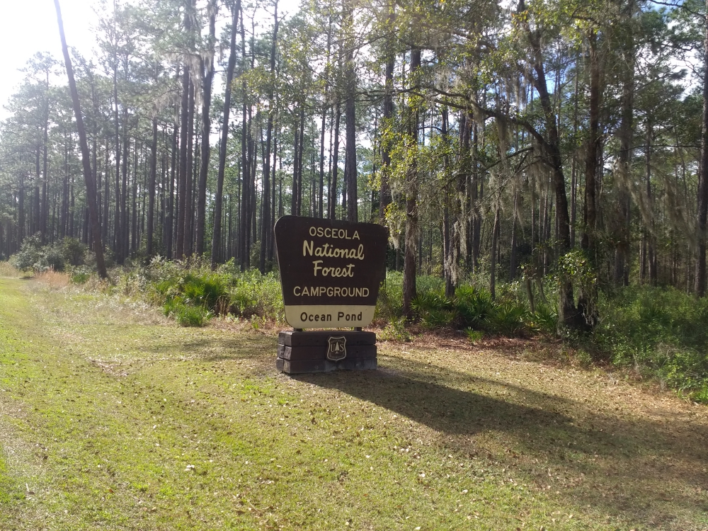 Looking for a place to hunt, camp at on the First Coast? Check out Ocean  Pond at Osceola State Park! 